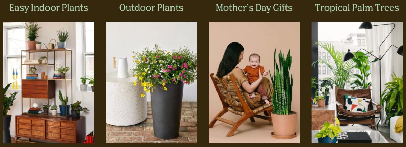 Bloomscape Deals Save a bundle with the best bargains, coupons and